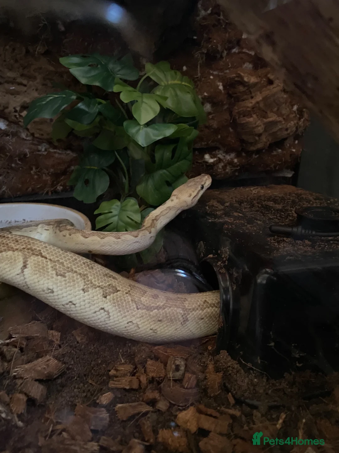 Python Snake reptiles for sale: Lesser Pastel Pinstripe (Lesser Kingpin) rehoming - Advert 2