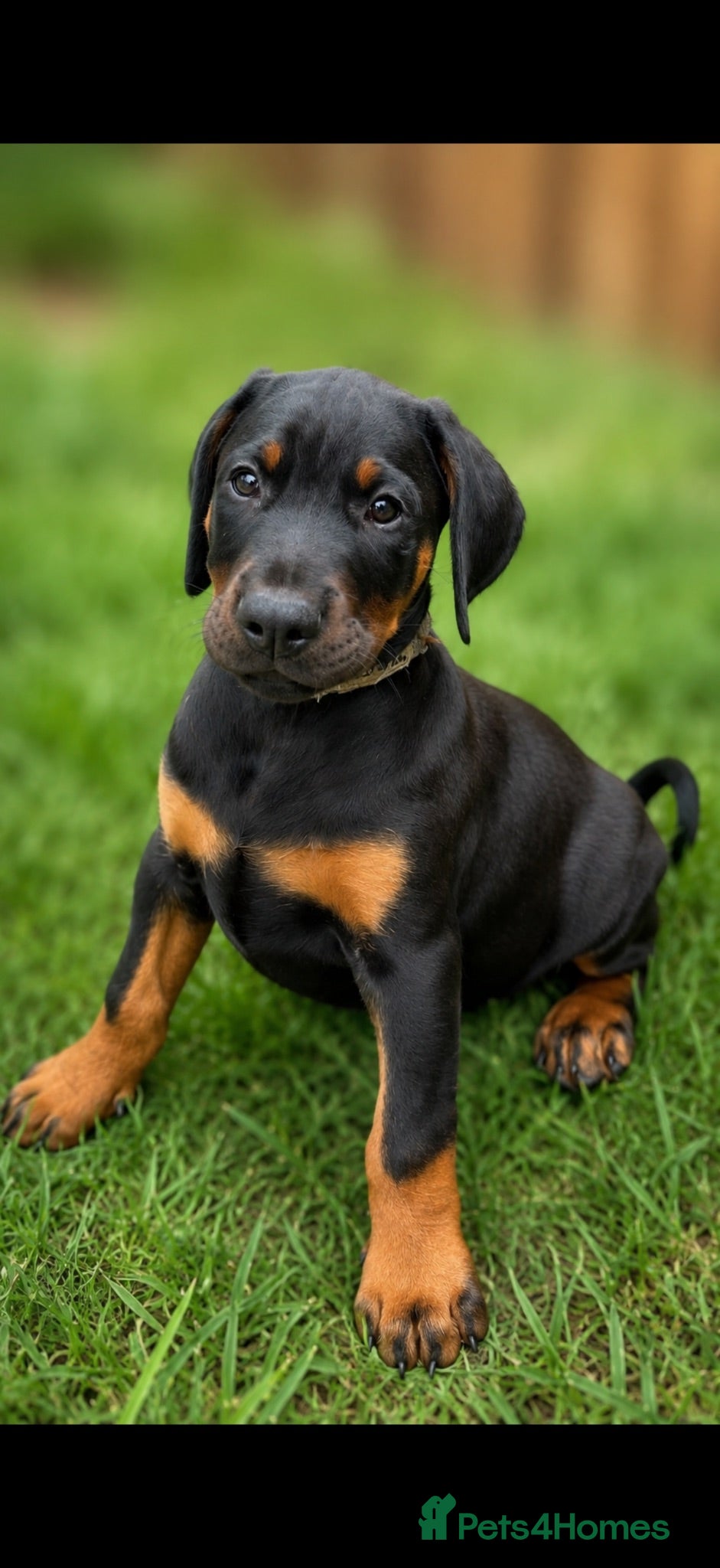 Dobermann dogs READY! *Outstanding European Dobermanns for sale* - Advert 2