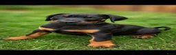 Dobermann dogs for sale: REDUCED!!Outstanding European Dobermanns for sale* - Advert 1