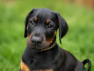 Dobermann dogs READY! *Outstanding European Dobermanns for sale* - Advert 2