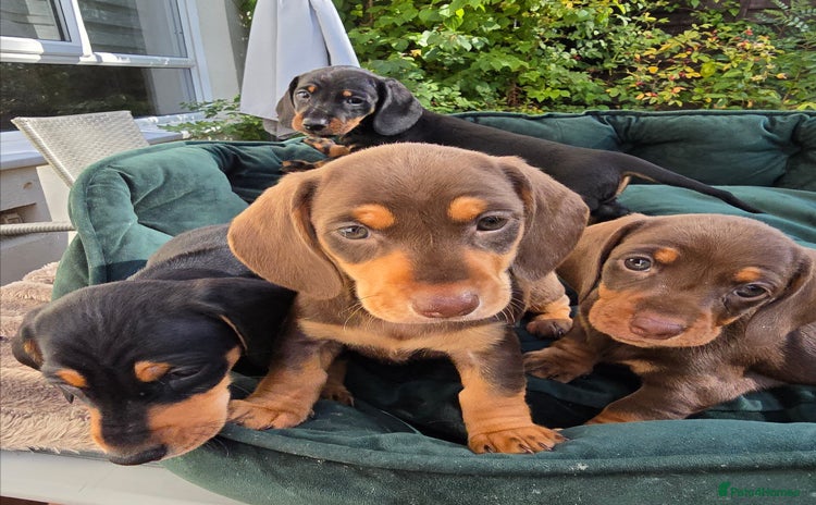 Dachshund dogs - Advert 9