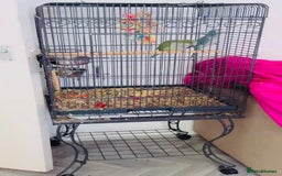 Parrots birds for sale: Baby Quaker parrots with FREE big cage and food - Image 3