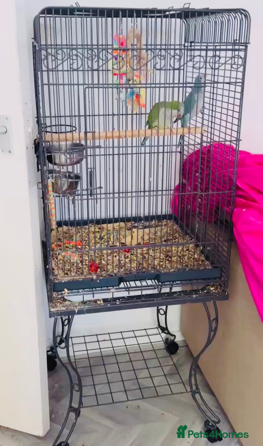 Parrots birds for sale: Baby Quaker parrots with FREE big cage and food - Image 3