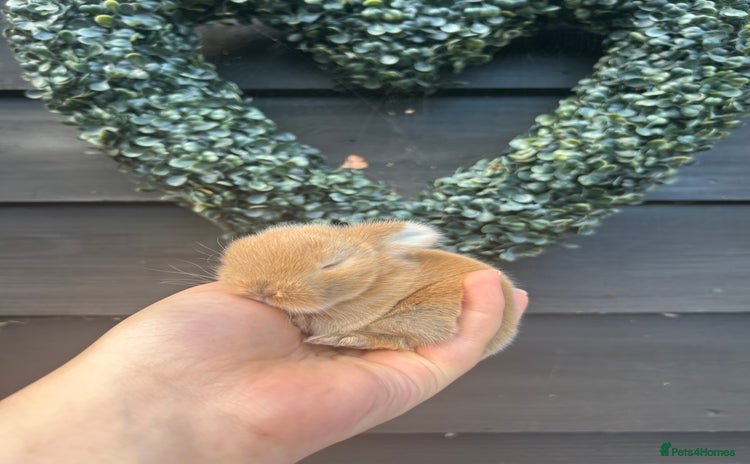 Mini Lop rabbits - Advert 13