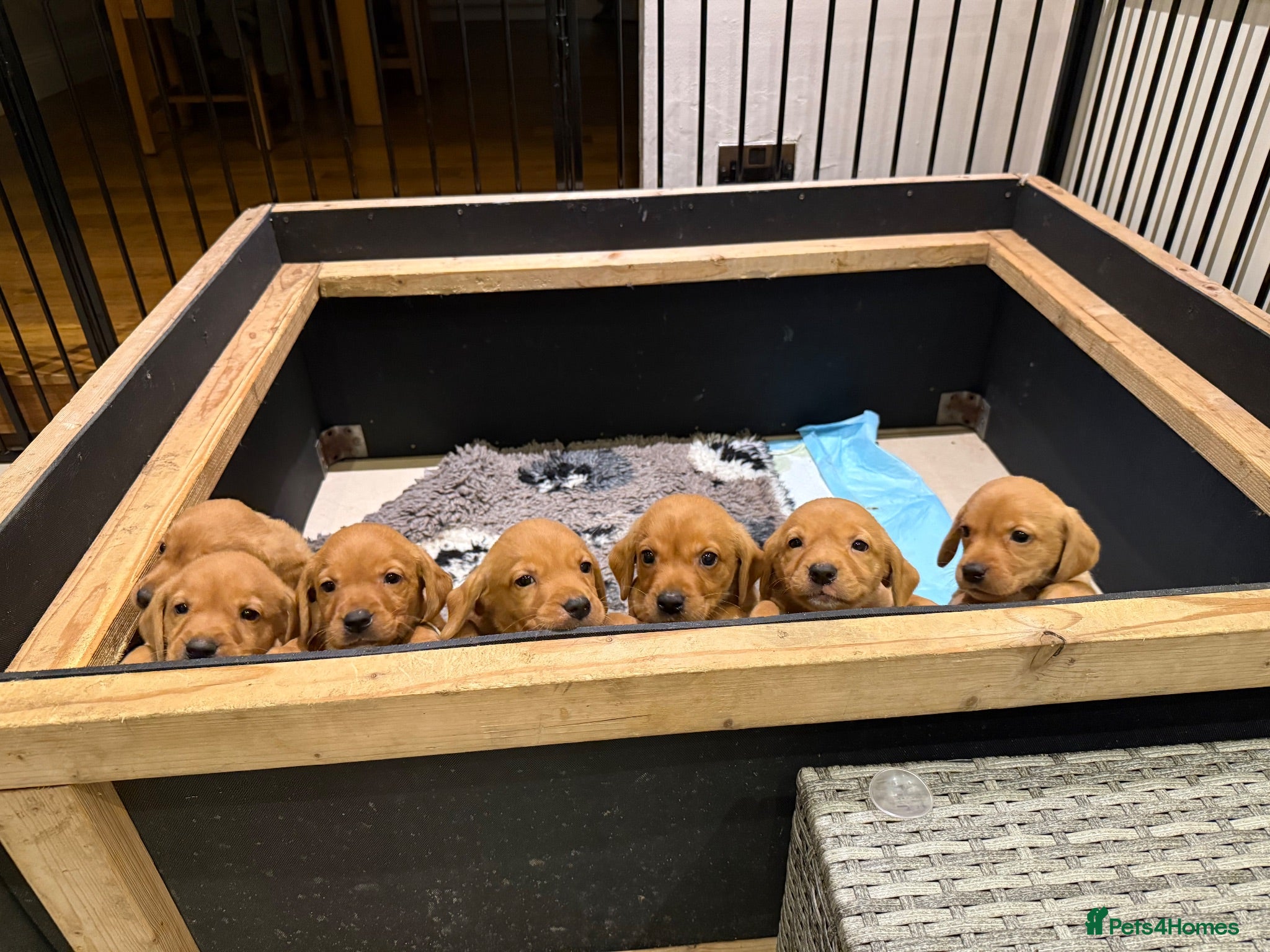 Labrador Retriever dogs Fox Red KC registered Labradors - Advert 2