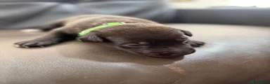 Puppy 6 (green collar)