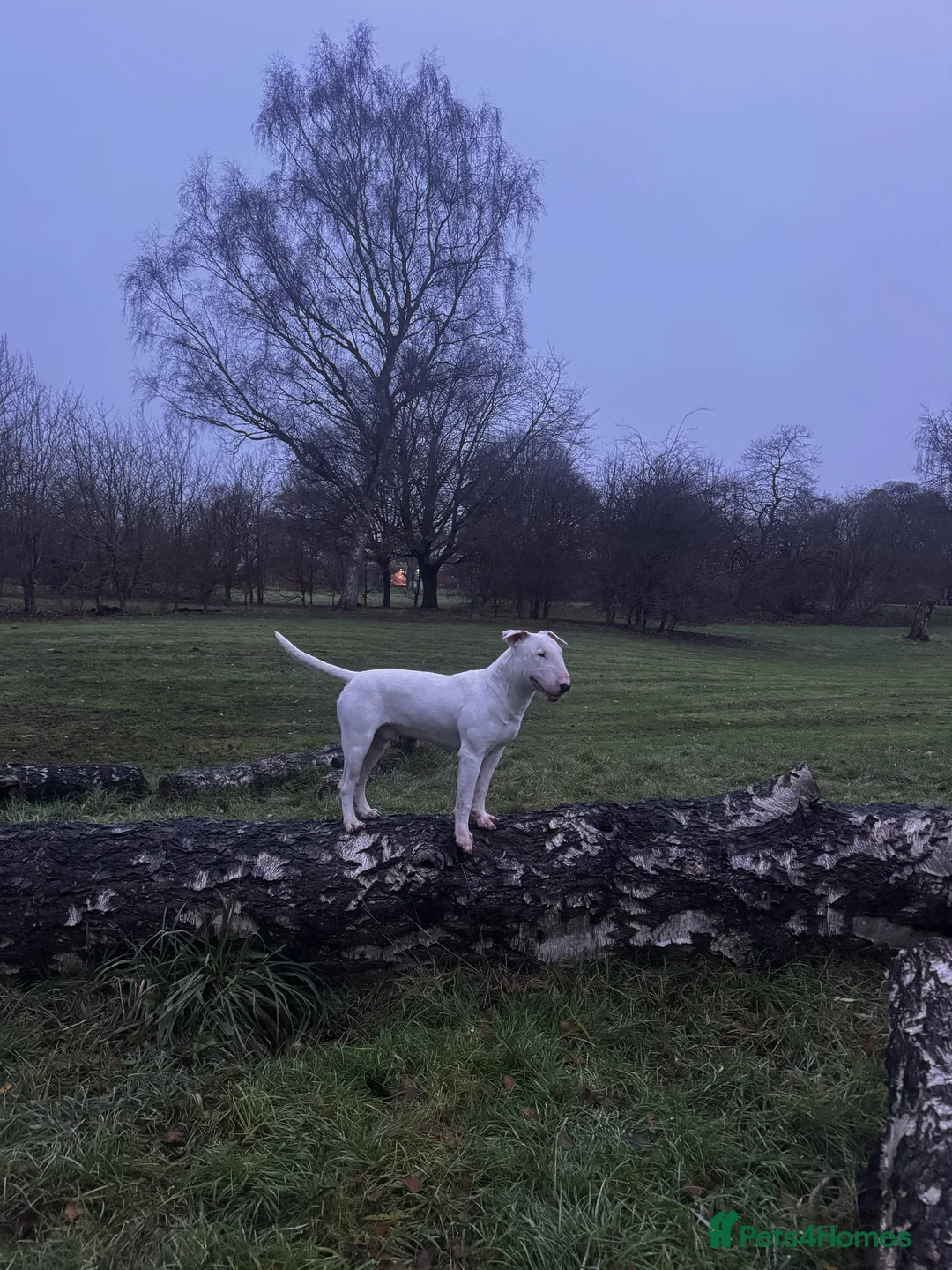 English Bull Terrier dogs for sale: Bull terrier  - Advert 7