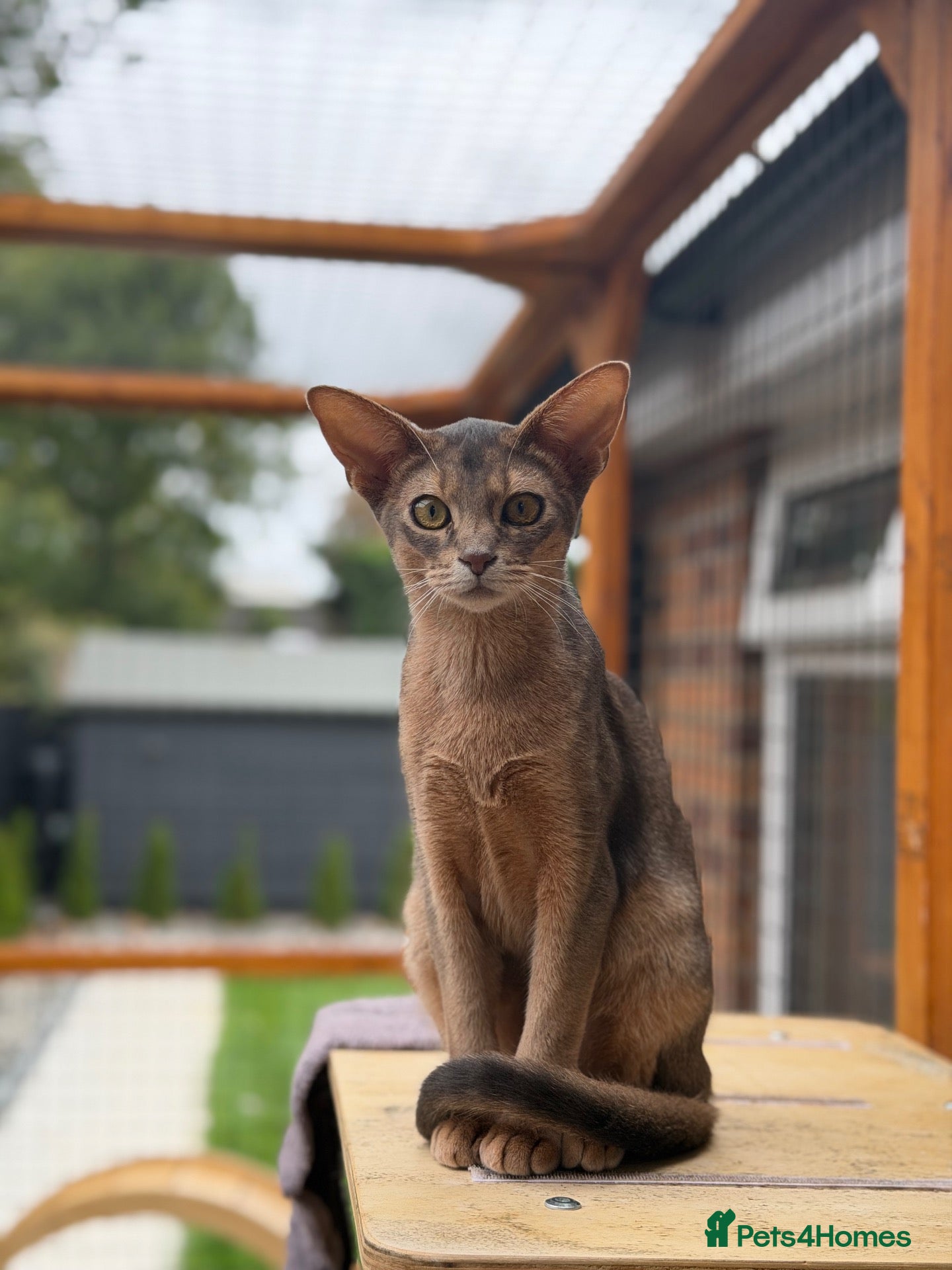 Abyssinian cats Last lovely boy😻 - Advert 17