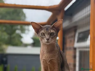 Abyssinian cats Last lovely boy😻 - Advert 2