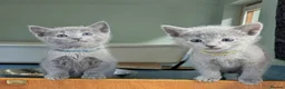 Russian Blue cats for sale: TICA Pedigree kittens  in Barnet - Advert 3