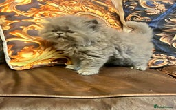 Persian cats for sale: Stunning blue Persians kittens ready to go  - Image 9