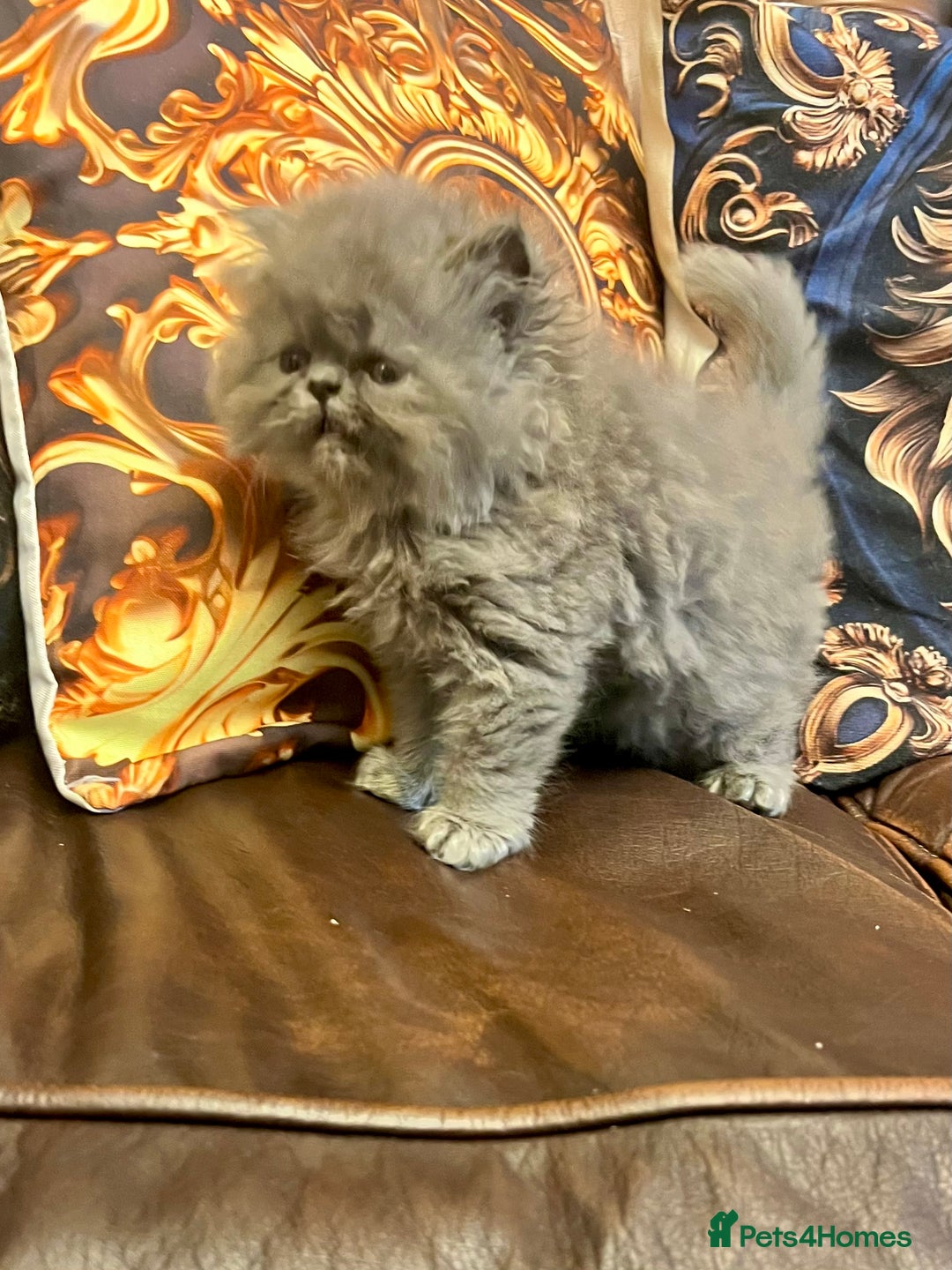 Persian cats for sale: Stunning blue Persians kittens ready to go  - Image 9