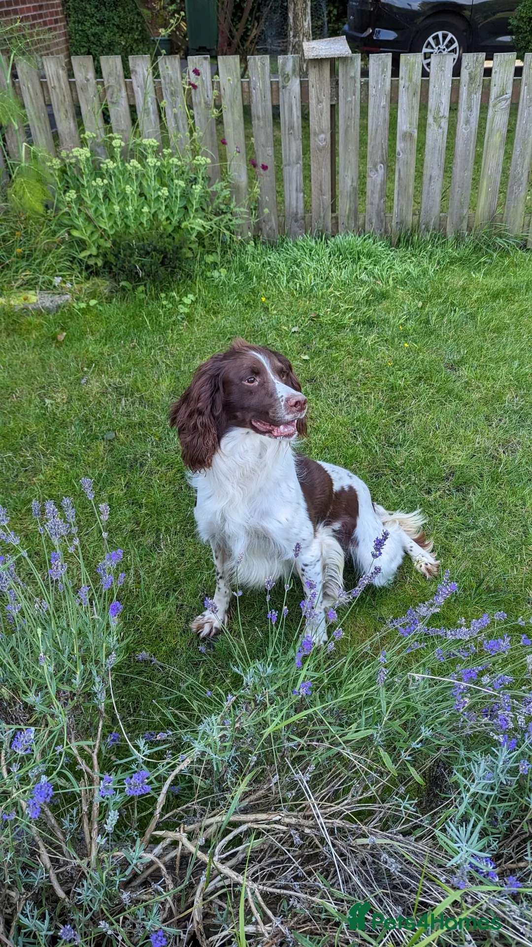 English Springer Spaniel dogs for stud: EXCEPTIONAL KC Reg springer spaniel stud in Accrington - Advert 5