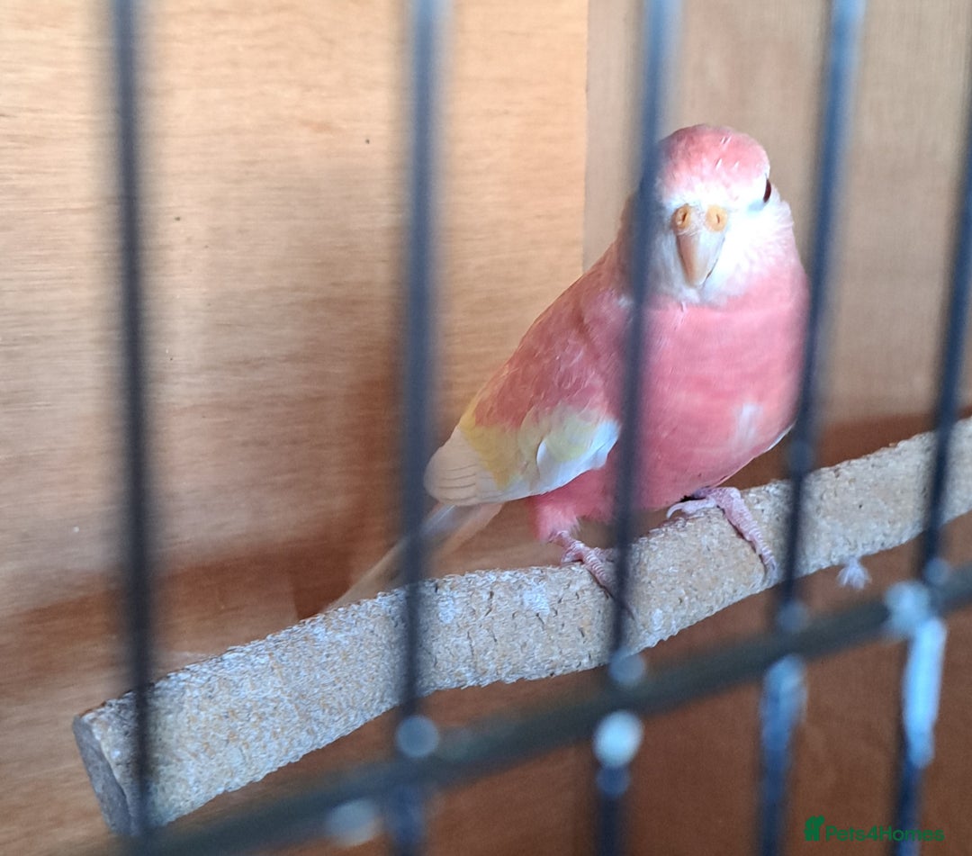 Parakeets birds for sale: Male bourke wanted for lonely female - Image 1