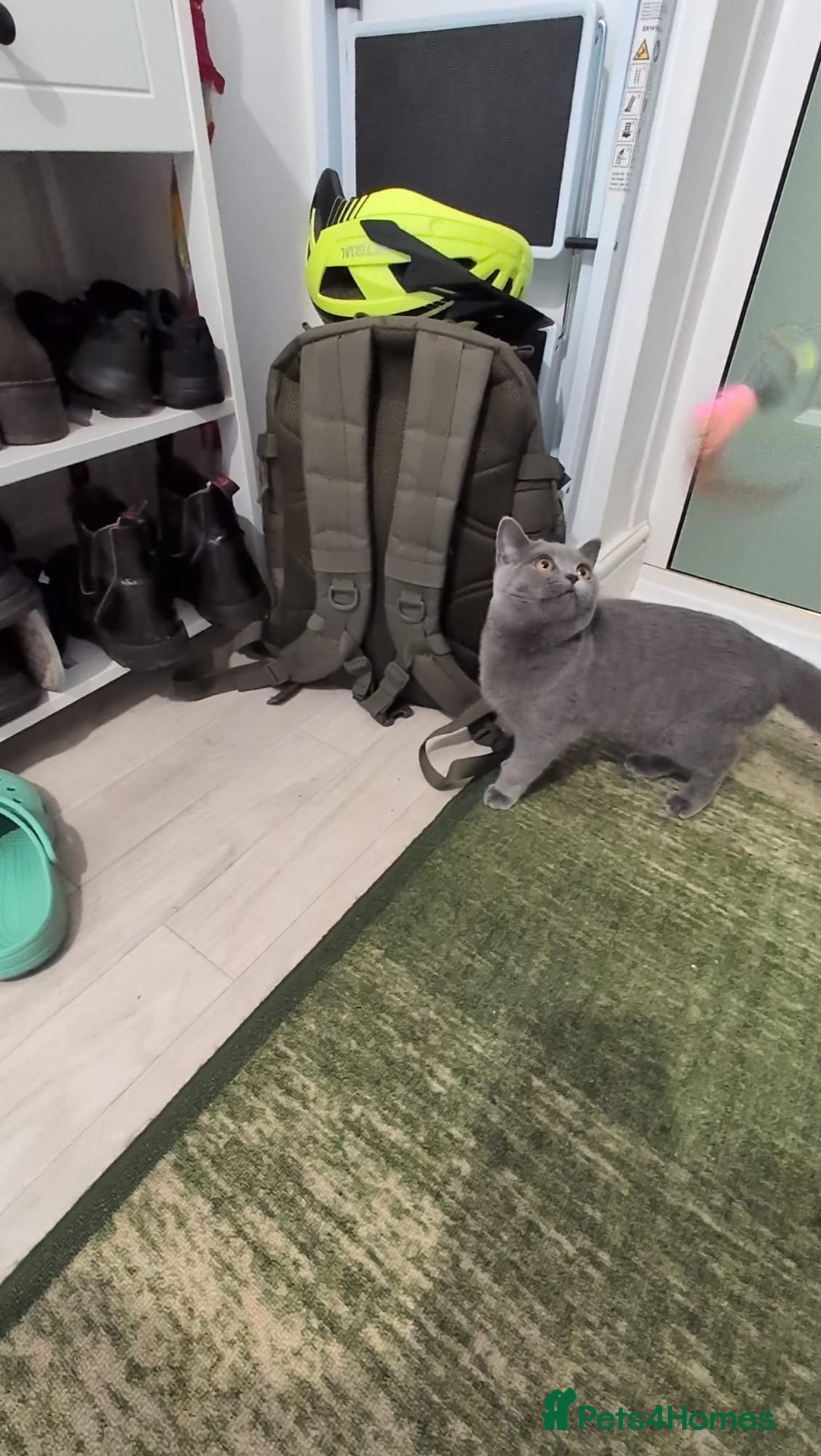 Domestic Shorthair cats for sale: 3 boys, 1 girl kittens  - Image 13