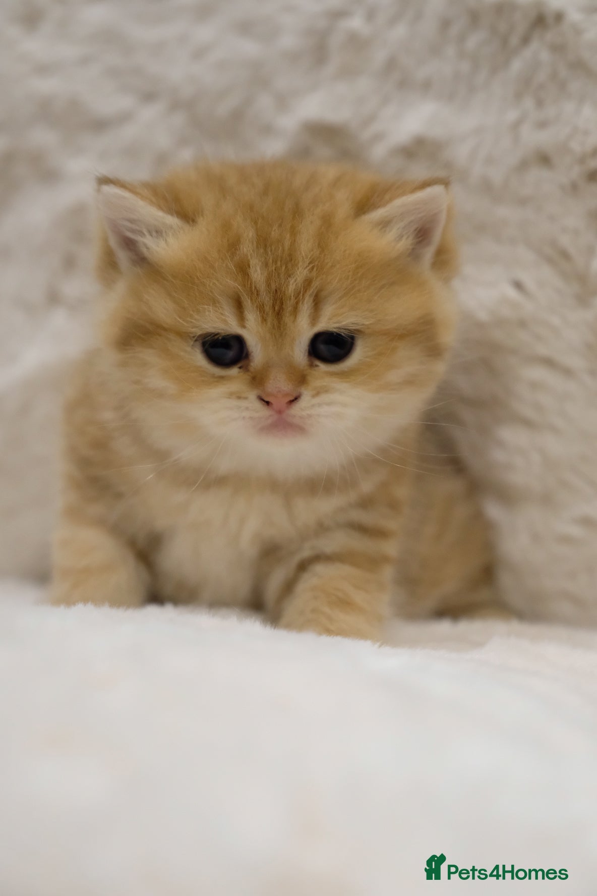 British Shorthair cats Adorable pedigree GOLDEN shorthair TICA registered - Advert 2