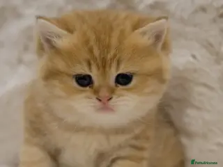 British Shorthair cats Adorable pedigree GOLDEN shorthair TICA registered - Advert 2