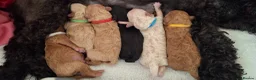 Maltipoo dogs for sale: Six beautiful Maltipoo puppies - Advert 2