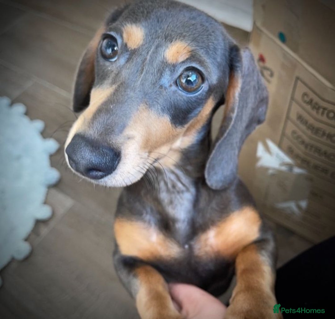Miniature Dachshund dogs for sale: Minature dashund 4 months old  - Image 3