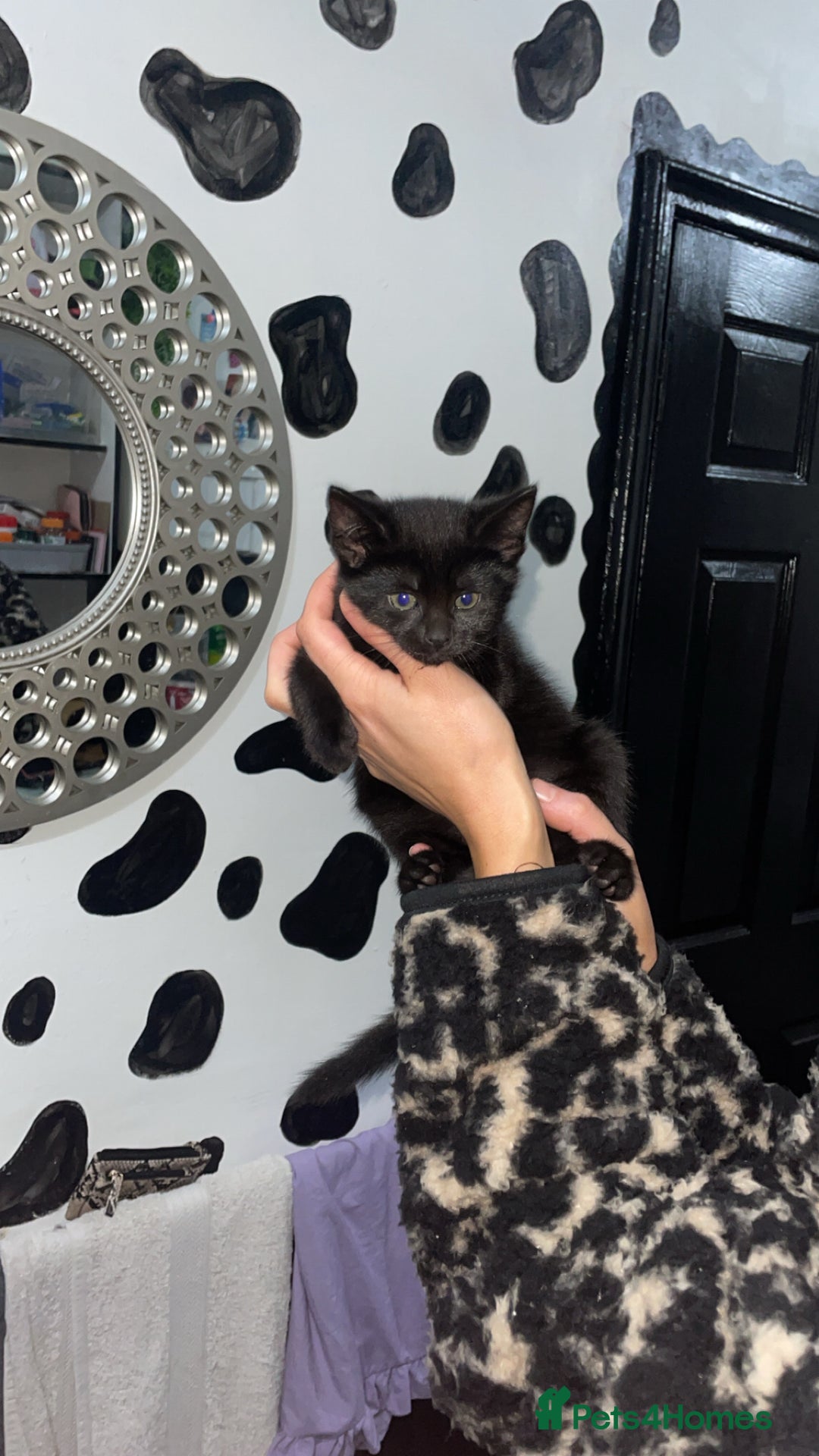 Mixed Breed cats for sale: 2 male black kittens  - Image 9