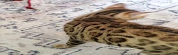 Bengal cats for sale: Bengal female cat 14 months old in Washington - Advert 2