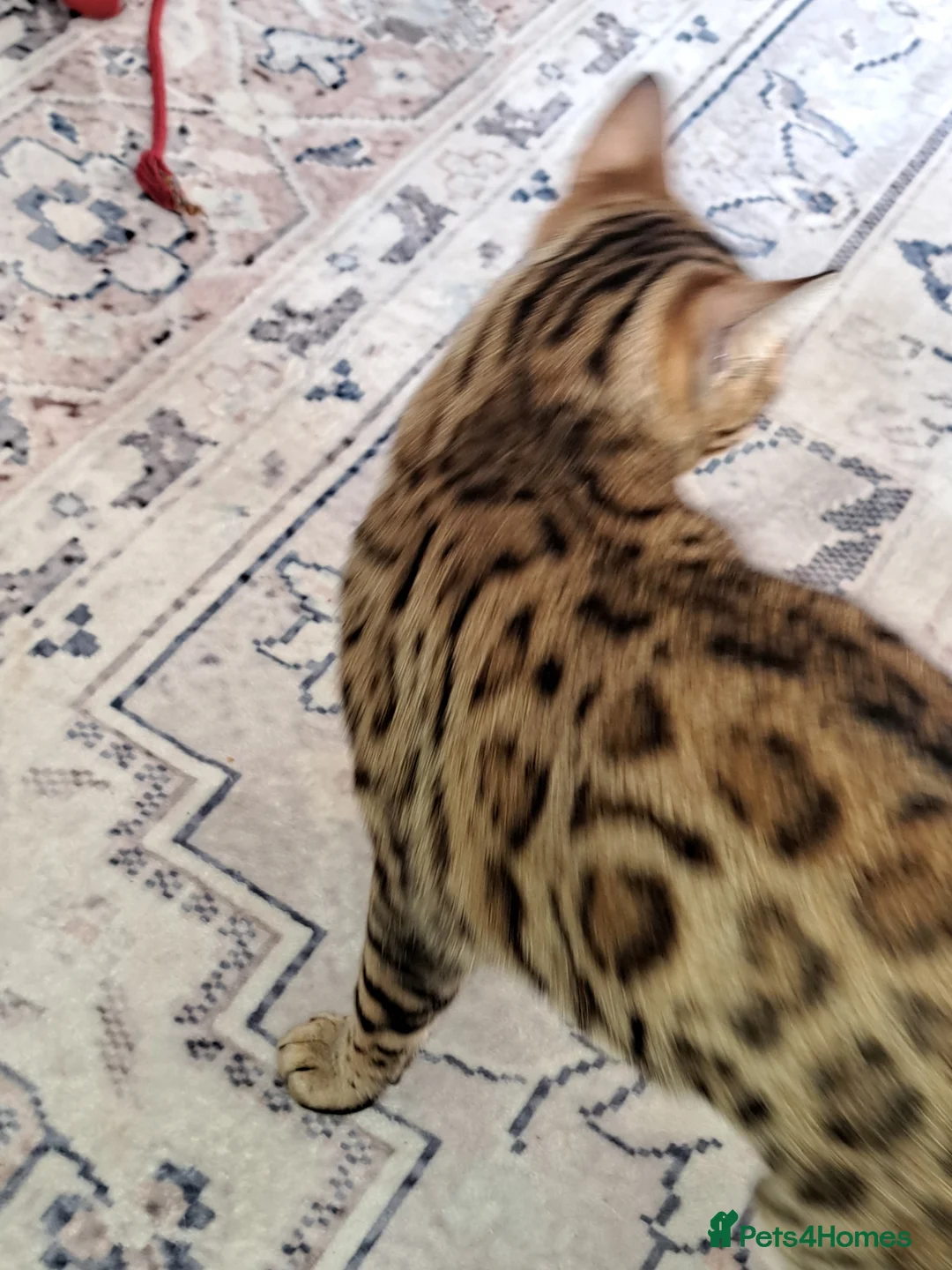 Bengal cats for sale: Bengal female cat 14 months old in Washington - Advert 2