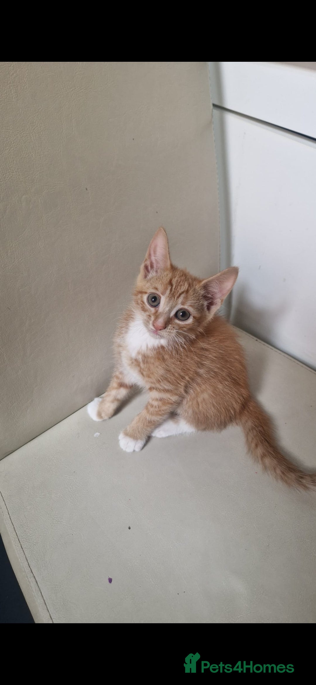Mixed Breed cats for sale: 4 little kittens ( 3 ginger males+1 calico girl) - Image 11