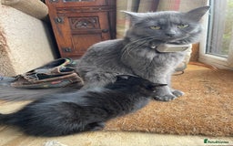 British Longhair cats for sale: British long hair/maincoon X kitten  - Image 3