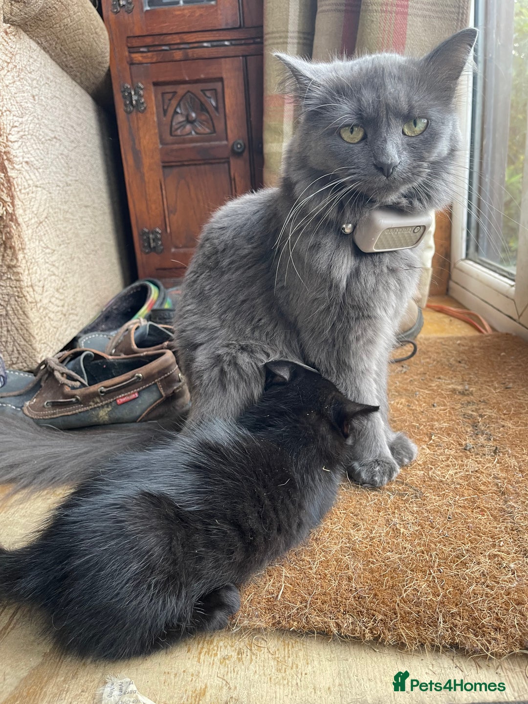 British Longhair cats for sale: British long hair/maincoon X kitten  - Image 3