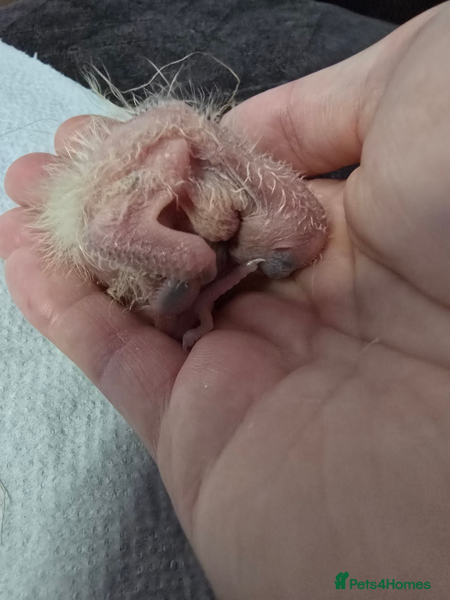 Cockatiels birds 1 Baby Cockatiels Left Looking for Loving Homes - Advert 1