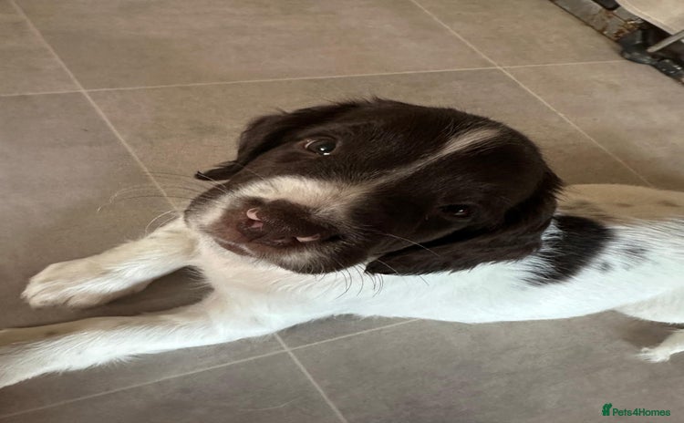 English Springer Spaniel dogs - Advert 4