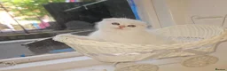Scottish Fold cats for sale: Tica full pedigree scottish fold kittens london  - Advert 9