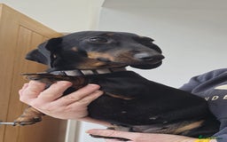 Miniature Dachshund dogs for sale: Miniature dachshund female - Image 21