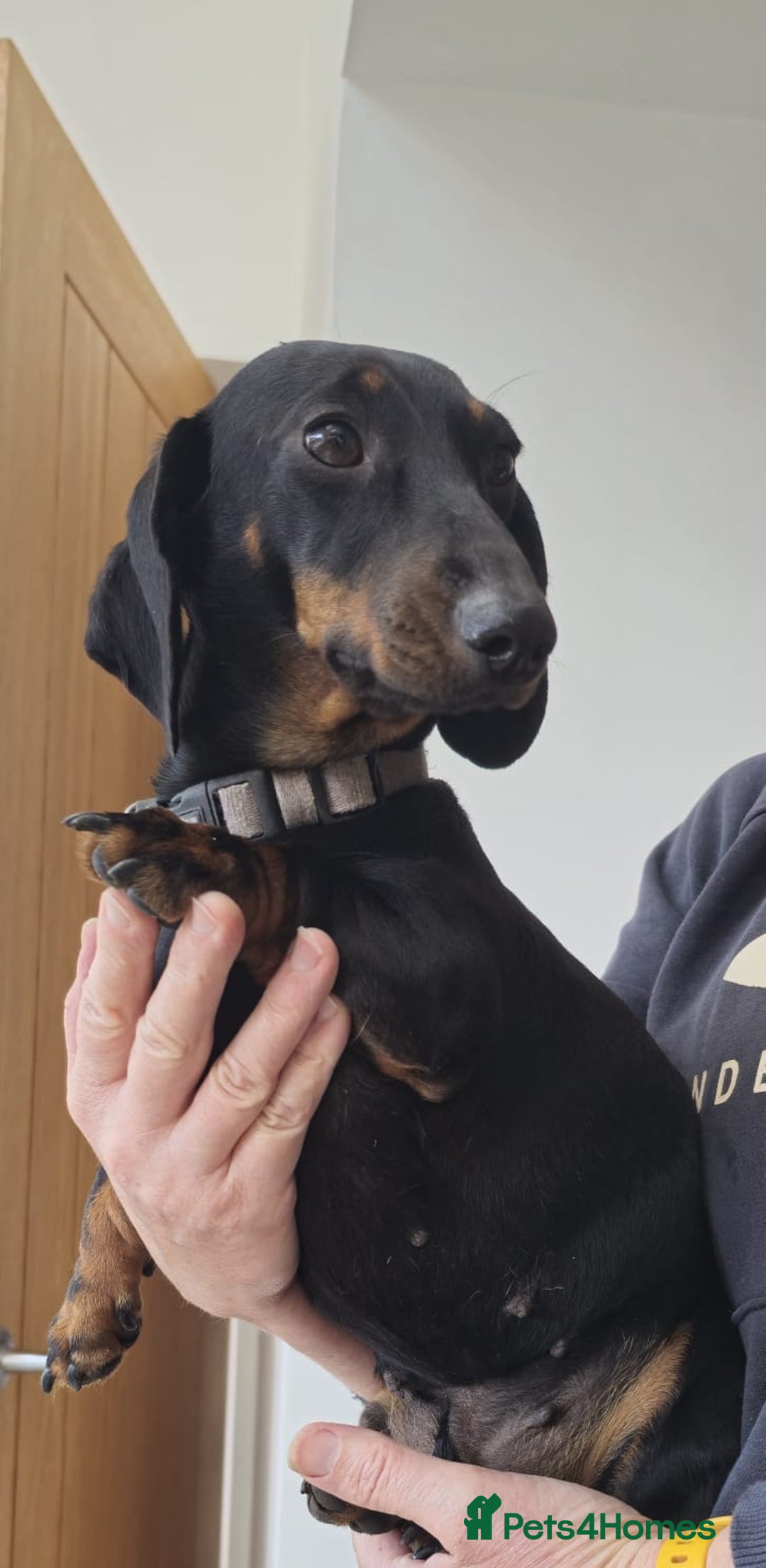 Miniature Dachshund dogs for sale: Miniature dachshund female - Image 21