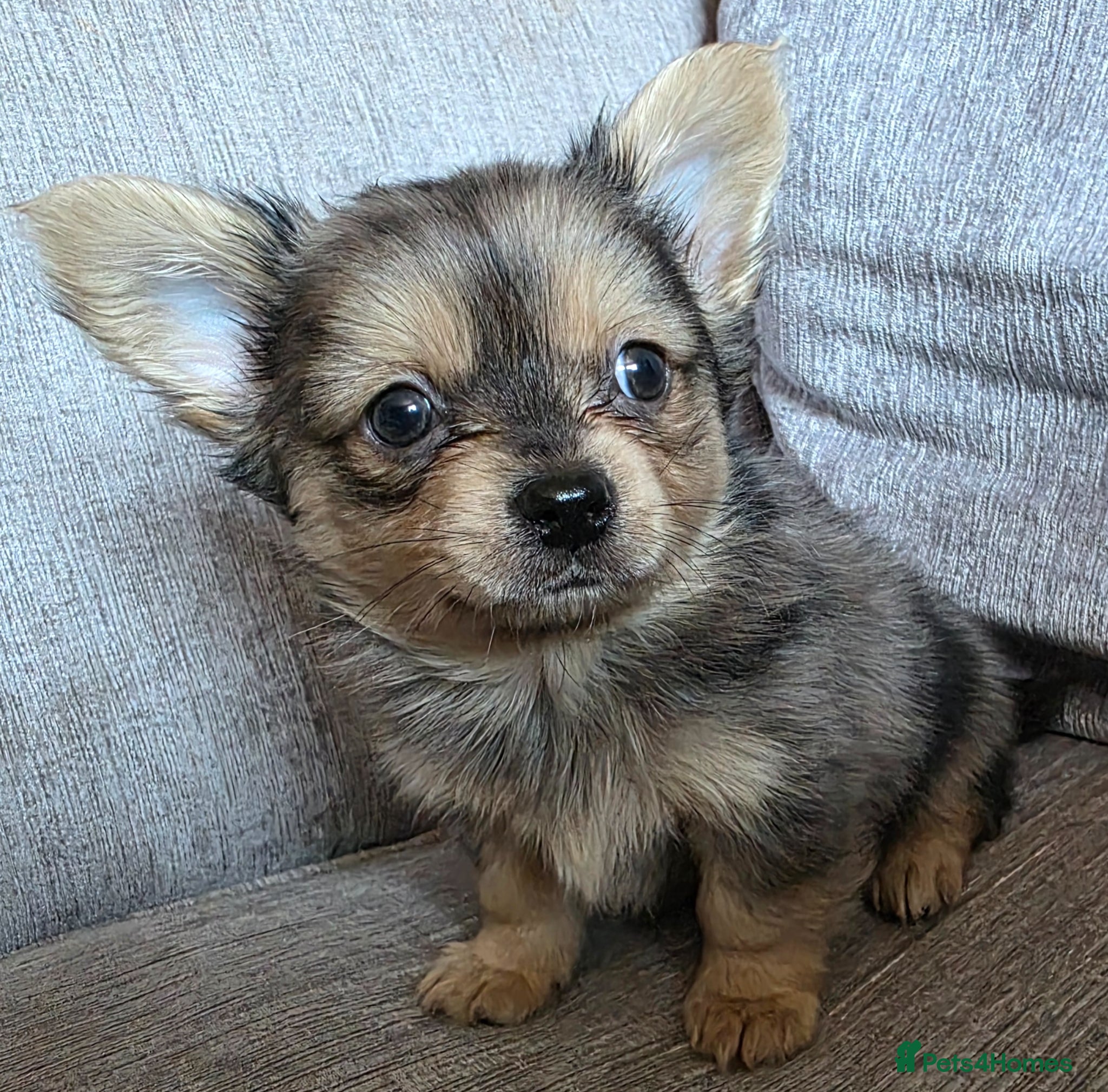 Chorkie dogs Chorkie puppies - Advert 4