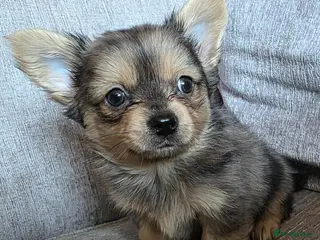 Chorkie dogs Chorkie puppies - Advert 4