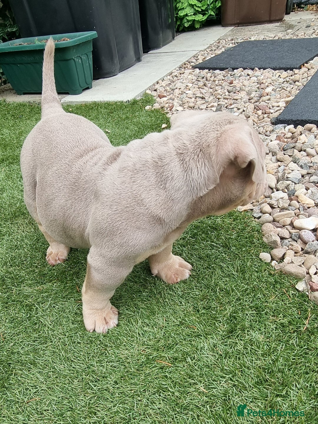 American Bully dogs for sale: Pocket bully  - Image 10