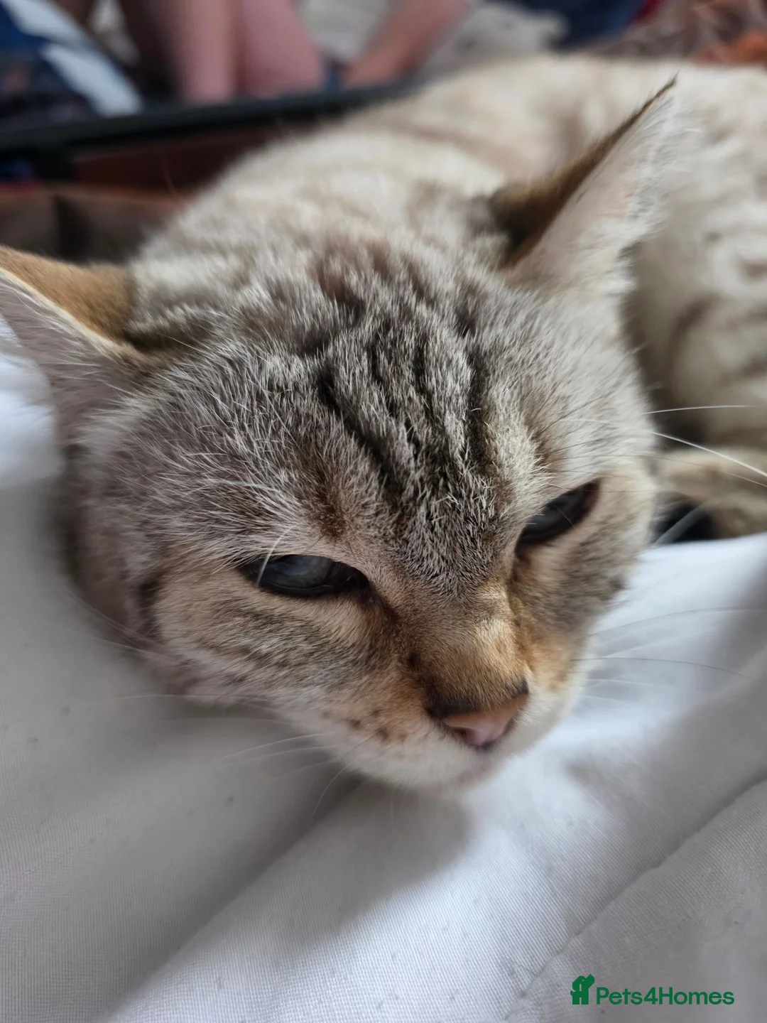 British Shorthair cats for sale: Gorgeous British shorthair cross bengle kittens  in Liverpool - Advert 1