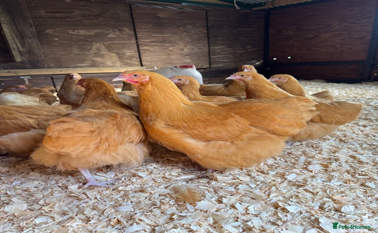 Chickens poultry - Advert 2