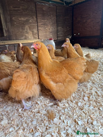 Chickens poultry - Advert 1