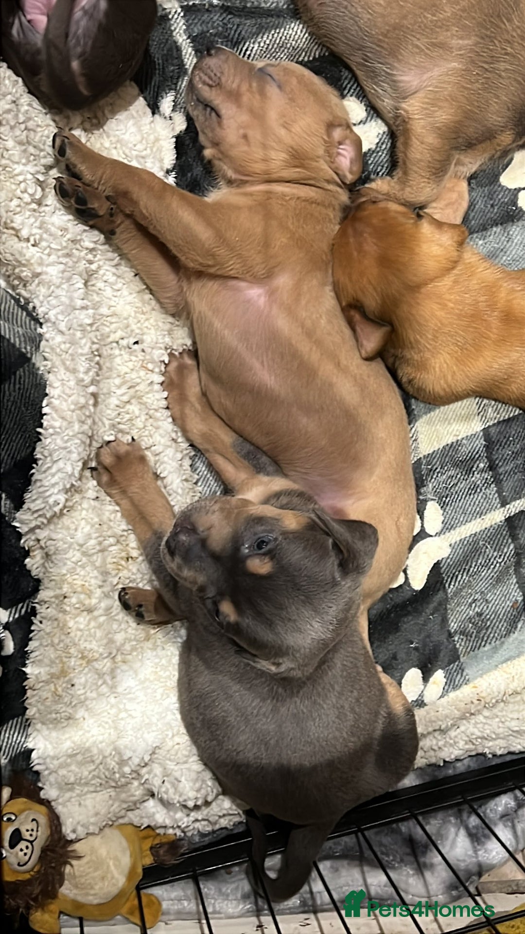 Mixed Breed dogs for sale: F4 STAFFWEILERS - Image 3