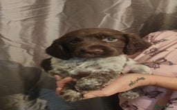 Sprocker dogs for sale: Sprocker spaniels Fully vaccinated  - Image 10