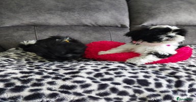 Shih Tzu dogs - Advert 13