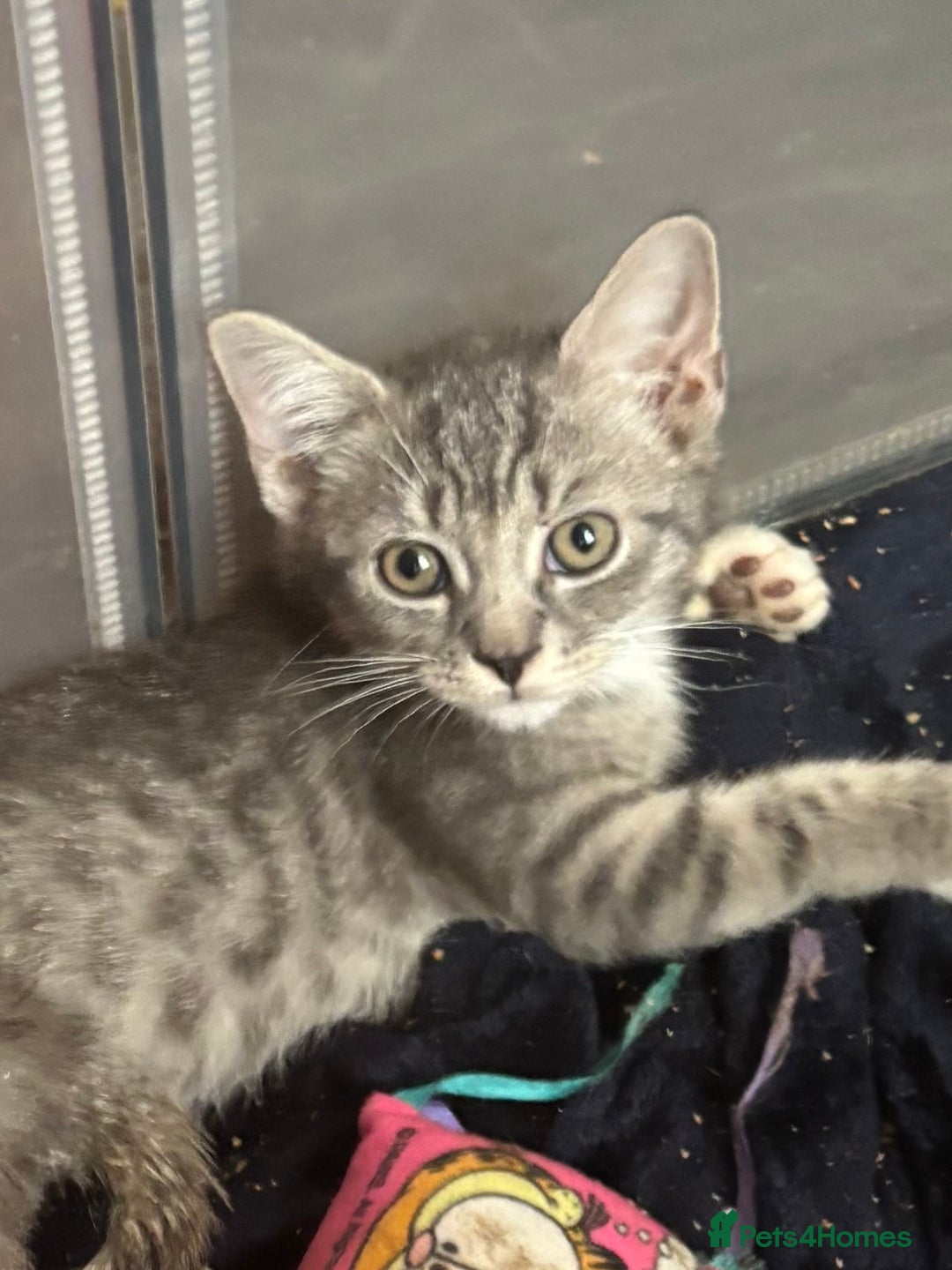 Mixed Breed cats for sale: Maincoon x Scottish fold  - Image 4