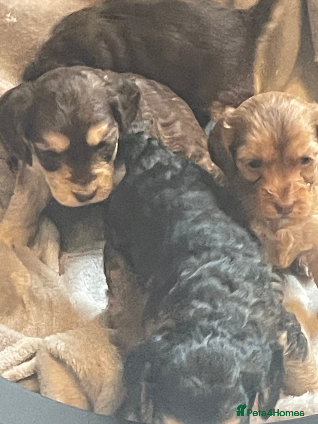 Cockapoo dogs for sale: Stunning sable cockapoos  - Advert 13