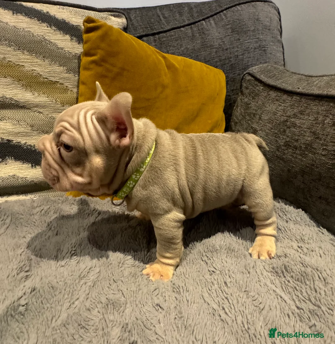 French Bulldog dogs for sale: High quality French bulldogs puppies  - Advert 2