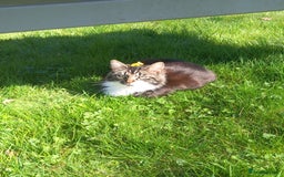 Mixed Breed cats for sale: Last female kitten! - Image 3