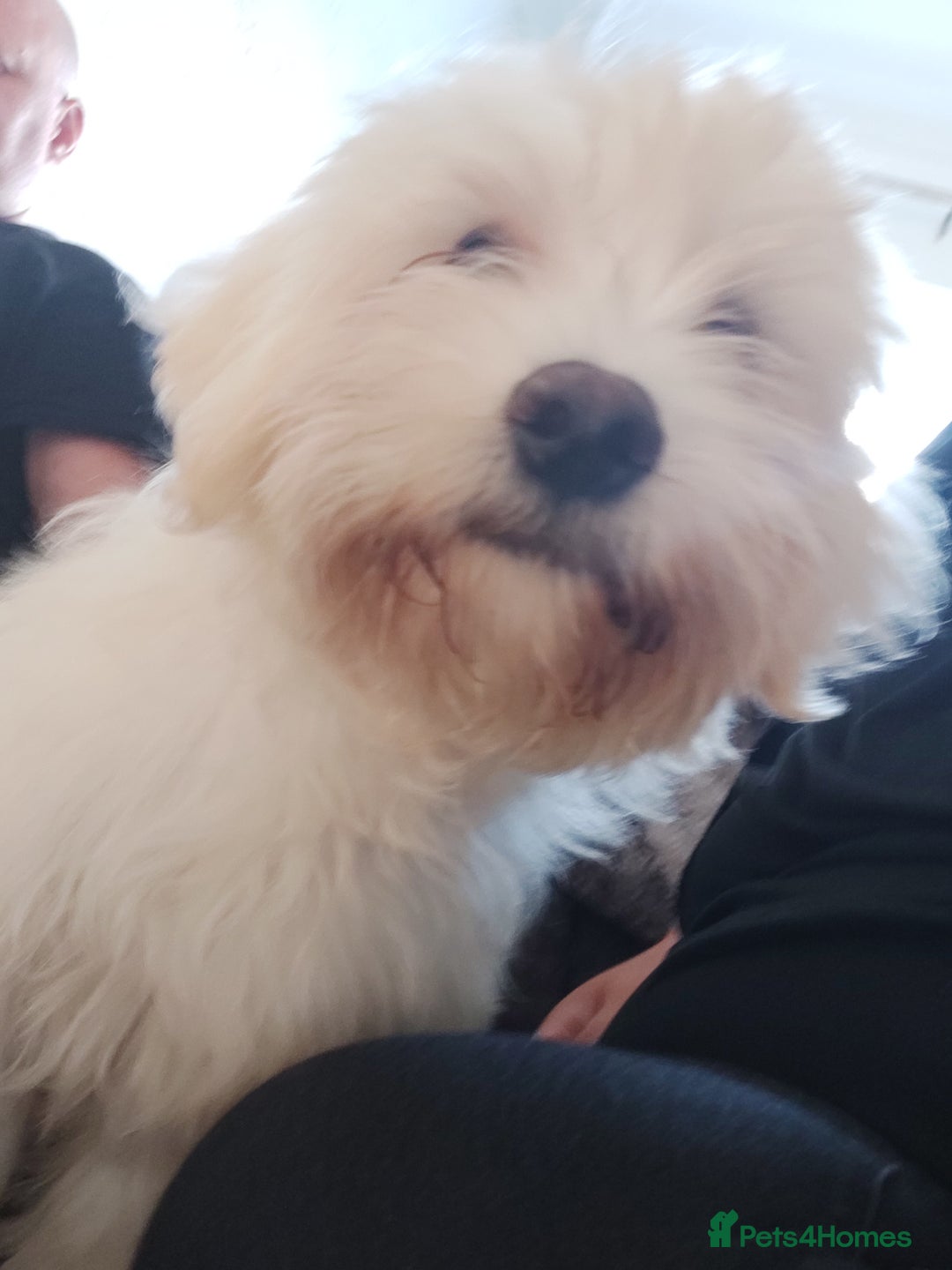 Mixed Breed dogs for sale: For sale  - Image 2