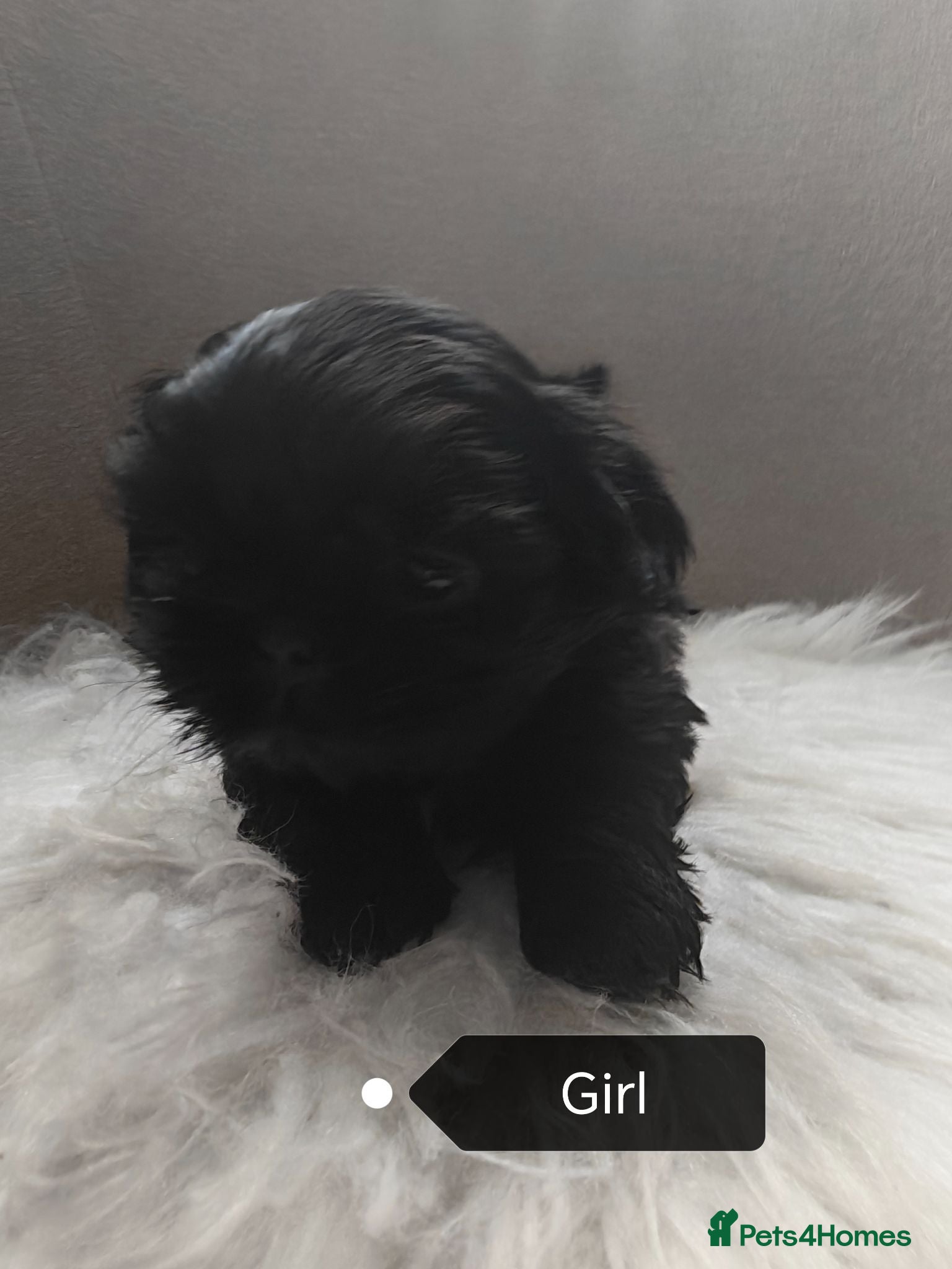 Shih Tzu dogs NOW ready  for a new home Imperial Shih Tzu - Advert 9