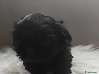 Shih Tzu dogs NOW ready for a new home Imperial Shih Tzu - Advert 9